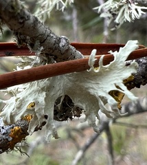 Ramalina canariensis