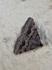 Frederickia s-signata