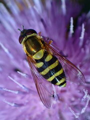 Syrphus rectus