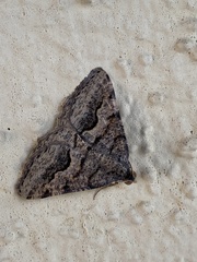 Frederickia s-signata