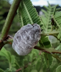 Monophlebidae