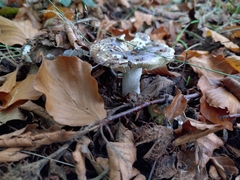 Xerocomellus pruinatus