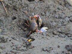 Chasmagnathus convexus