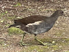 Gallinula chloropus chloropus