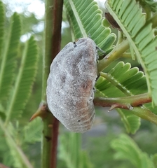 Monophlebidae