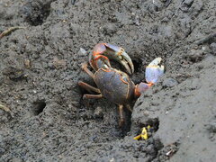 Chasmagnathus convexus