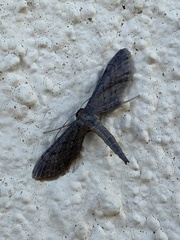 Euacidalia brownsvillea