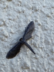 Euacidalia brownsvillea