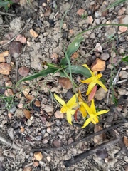 Cyanella lutea lutea