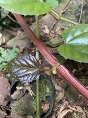 Cissus pteroclada