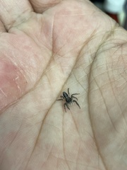 Platycryptus californicus