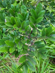 Andira