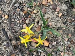Cyanella lutea lutea