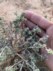 Artemisia spinescens