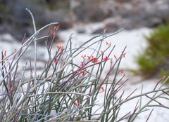 Euphorbia lomelii