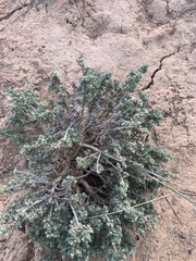 Artemisia spinescens