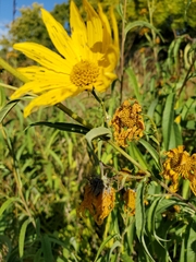 Helianthus grosseserratus