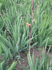 Watsonia meriana