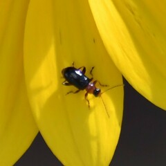 Luperaltica semiflava