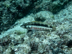 Serranus psittacinus