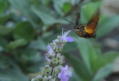 Macroglossum