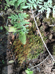 Pinguicula parvifolia