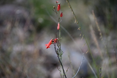 Penstemon barbatus