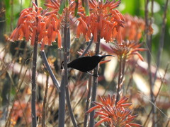 Chalcomitra amethystina