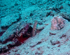 Heteroconger digueti