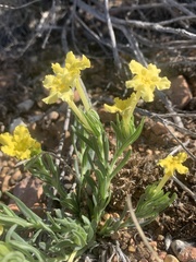 Lithospermum incisum