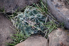 Coryphantha robustispina scheeri