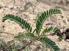 Astragalus pycnostachyus pycnostachyus