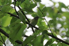 Vireo