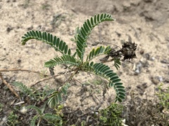 Astragalus pycnostachyus pycnostachyus