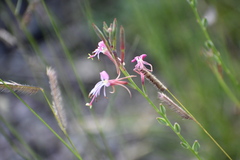 Oenothera suffulta