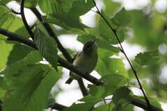 Vireo