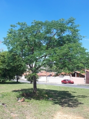 Enterolobium contortisiliquum