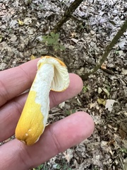 Russula flavida