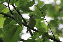 Vireo