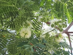 Enterolobium contortisiliquum