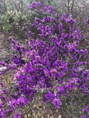 Muraltia macropetala