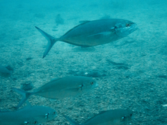 Caranx caballus