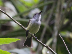 Myiarchus cephalotes