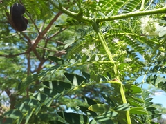 Enterolobium contortisiliquum