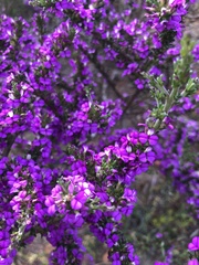 Muraltia macropetala