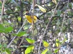 Myioborus brunniceps