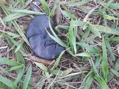 Enterolobium contortisiliquum