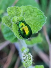 Chrysolina herbacea