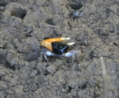 Tubuca coarctata