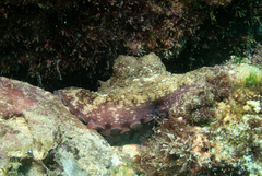 Octopus hubbsorum